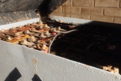 IMG_20260618_094028883