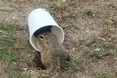 IMG_20250619_094130825