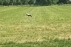 IMG_20260623_085849854